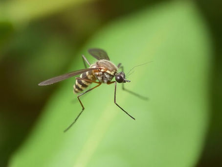 Désinsectisation contre les insectes piqueurs
