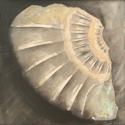 Ammonite Fragment