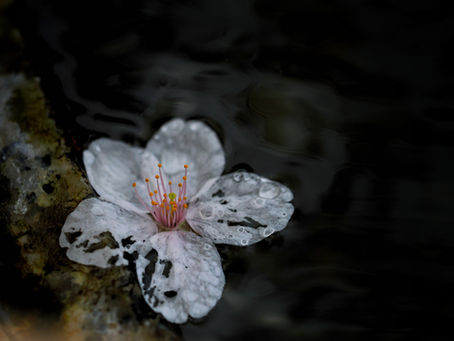 Et si on parlait de Néo-japonisme en photographie