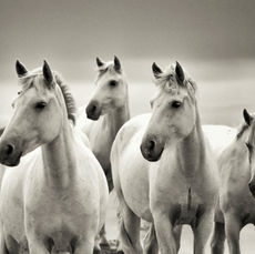 Barrera_laurent_horses_kami_005.jpeg