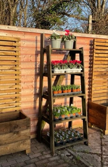 planter and ladders.jpg