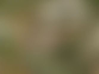 Tram piazza Mancini - Vigna Clara, al via il percorso partecipato con la cittadinanza