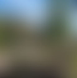 Dal parco del Torrione al giardino di via del Campo, cinque aree verdi saranno riqualificate nel V municipio