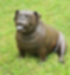 English Bulldog sculpture