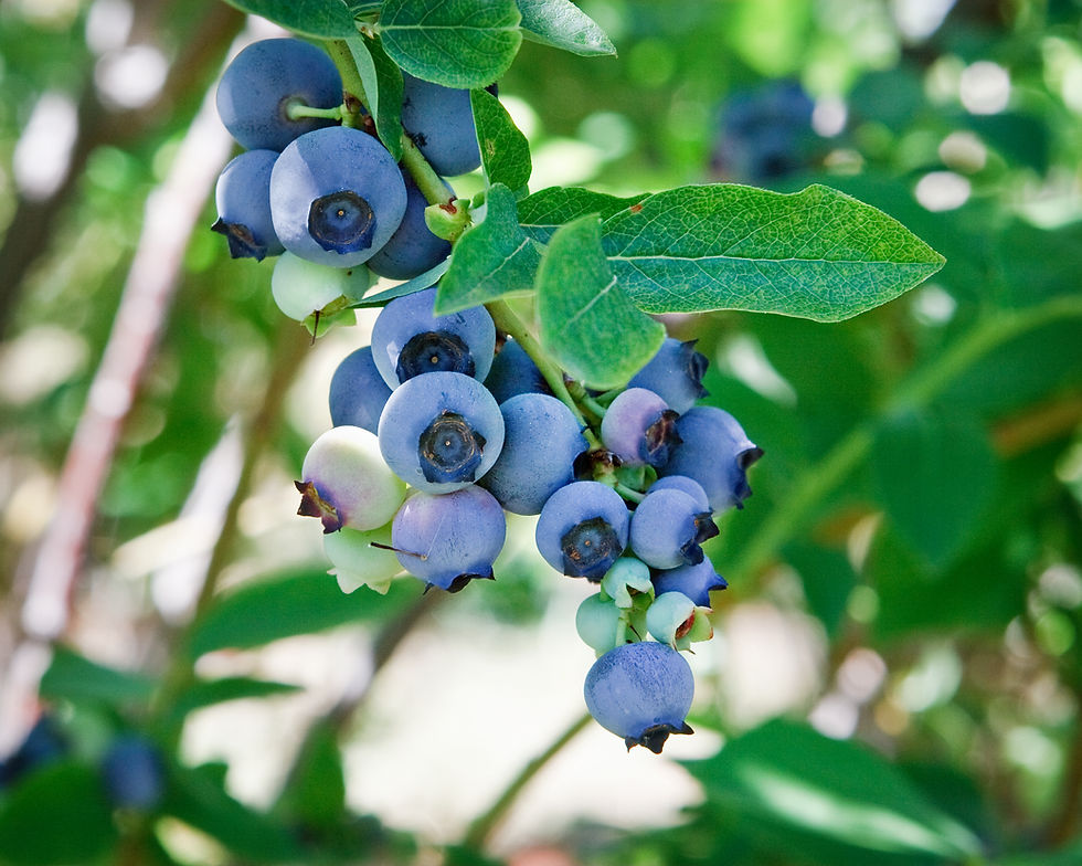 Blueberries on a vine