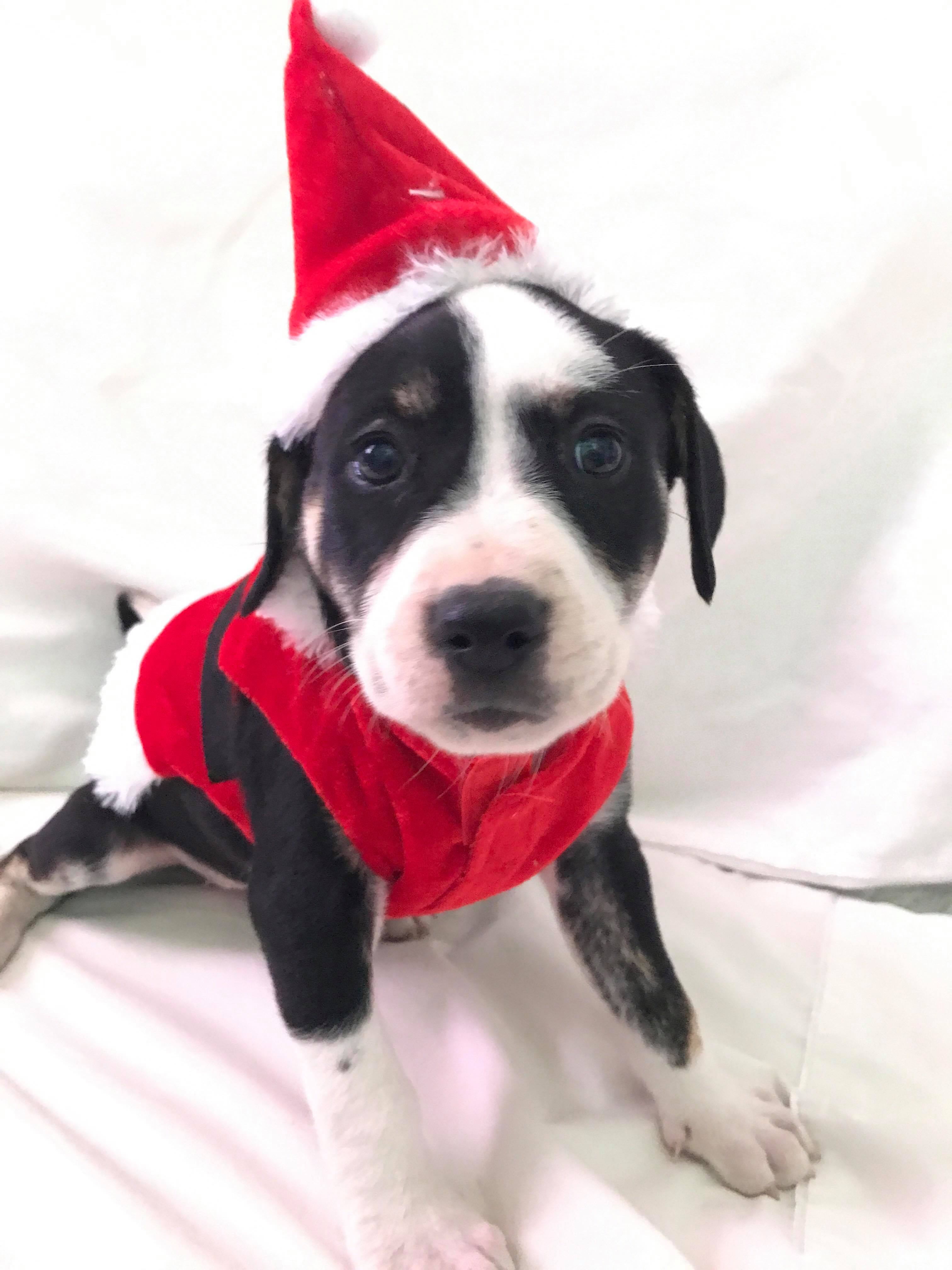 Santa Hope (female) 8 wks