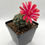 Thumbnail: Gymnocalycium baldianum - DWARF CHIN CACTUS