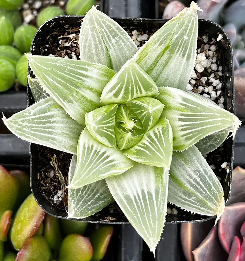 Haworthia retusa 'White Ghost' - GHOST STAR CACTUS