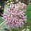 Thumbnail: Asclepias speciosa - SHOWY MILKWEED