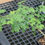 Thumbnail: Ebenopsis ebano) - TEXAS EBONY Sapling