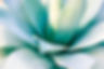 A beautiful giant blue-green agave leaves with thorns, Asparagaceae backgrounds and textur