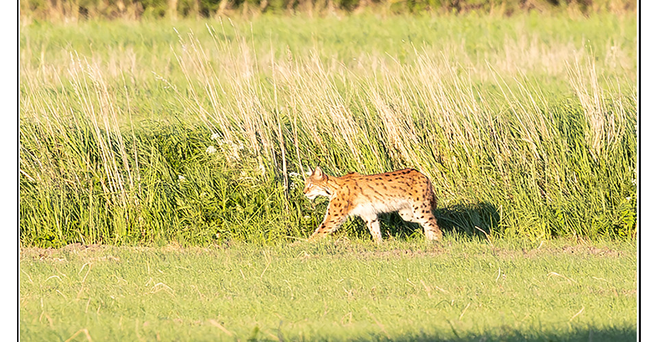 Luchs
