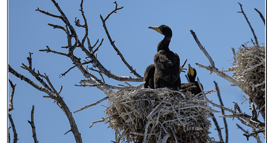 junge Kormorane im Nest