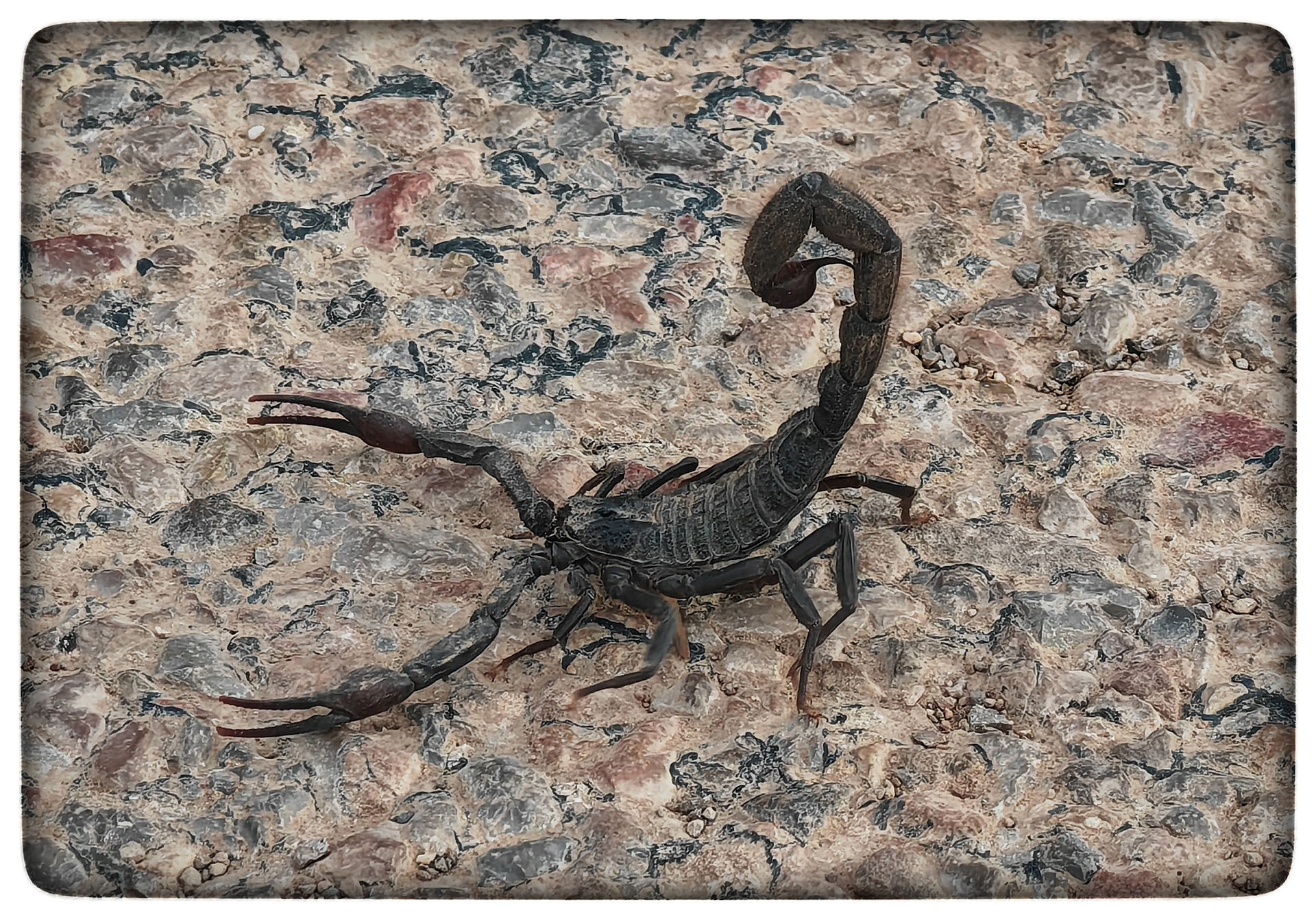 Skorpion