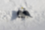Kittiwakes, Norway