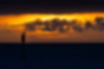 Gull at sunrise