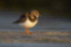 Turnstone
