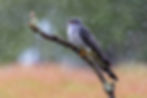 Cuckoo in the rain