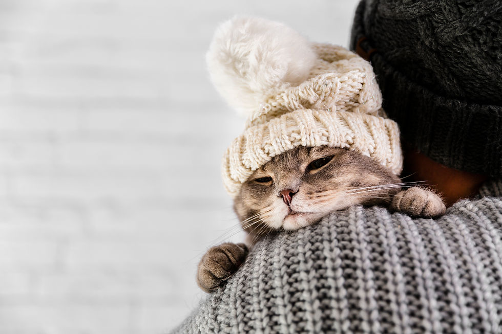 gato de gorro