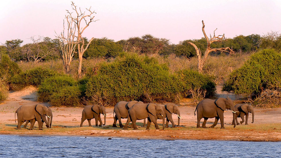 Elephants roaming in Botswana