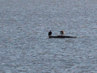 The Role of driftwood in wildlife