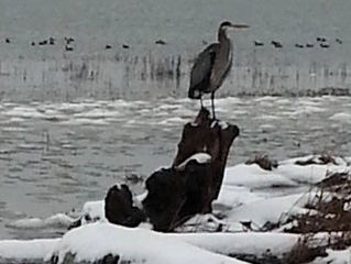 GREAT BLUE HERON WITH DRIFTWOOD