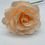Miniature : Rose+-7cm
