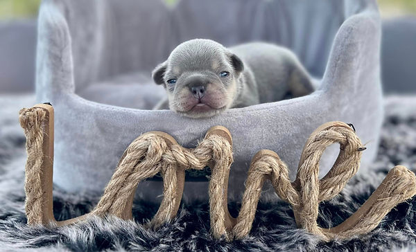 Lilac and tan boy.jpg