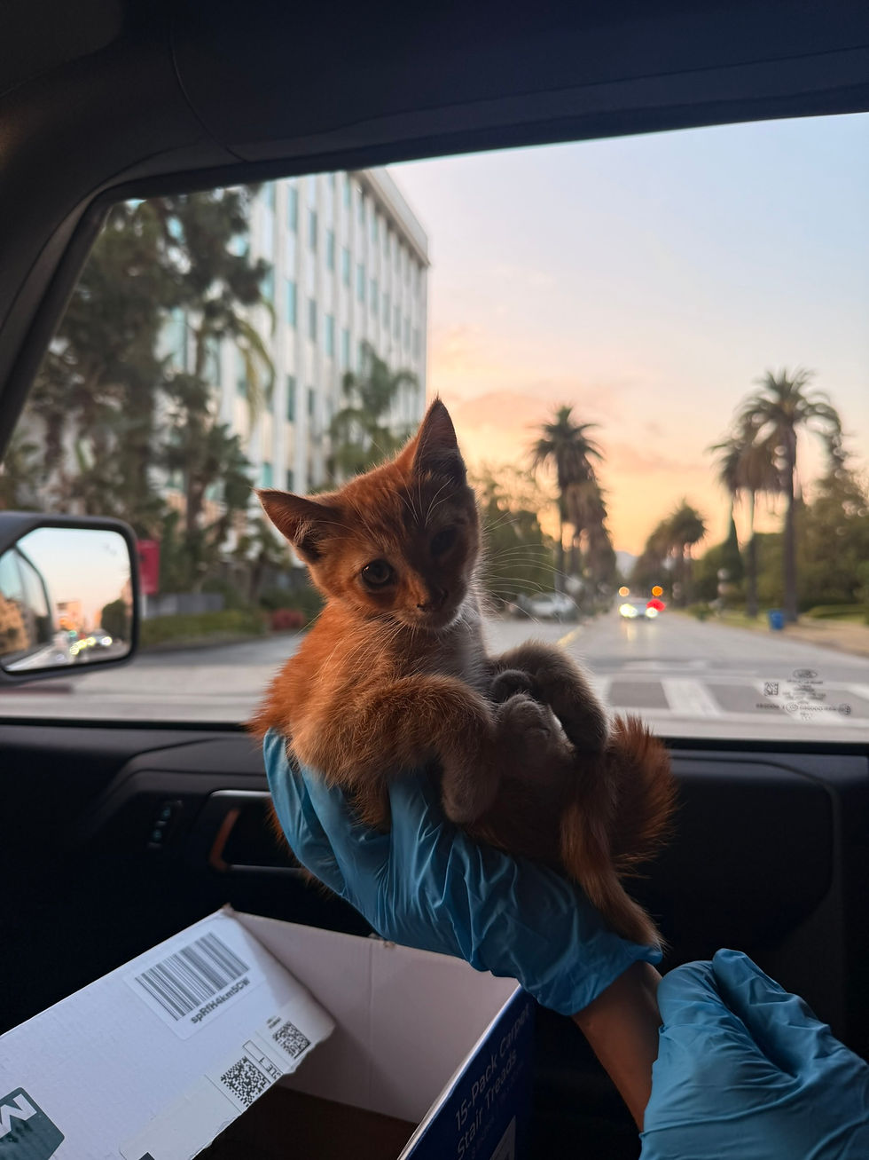 Cheddar was the sweetest, but he had tons of fleas!