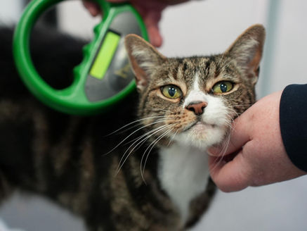 Cat being scanned for microchip