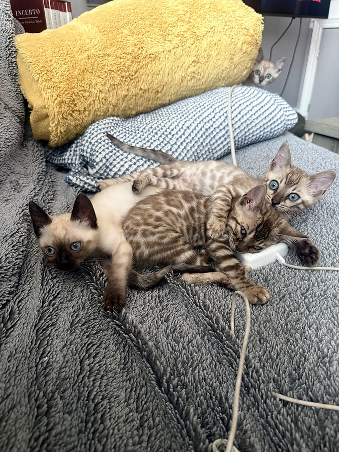 Snow and brown Bengal kittens curled up together on a grey blanket