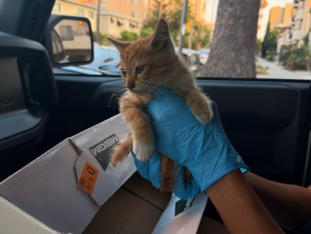 How to Rescue a Kitten (Like a Pro): A Real-Life Guide from the Streets of LA
