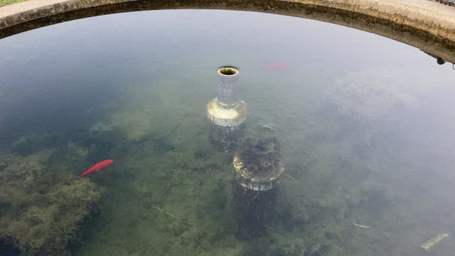 FARM-FACT-FRIDAY- Goldfish in the Water Troughs?