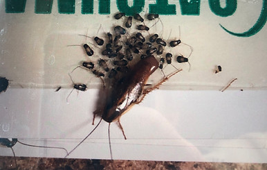 German Cockroach Nymphs