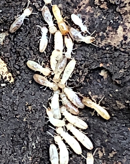 Subterranean Termites