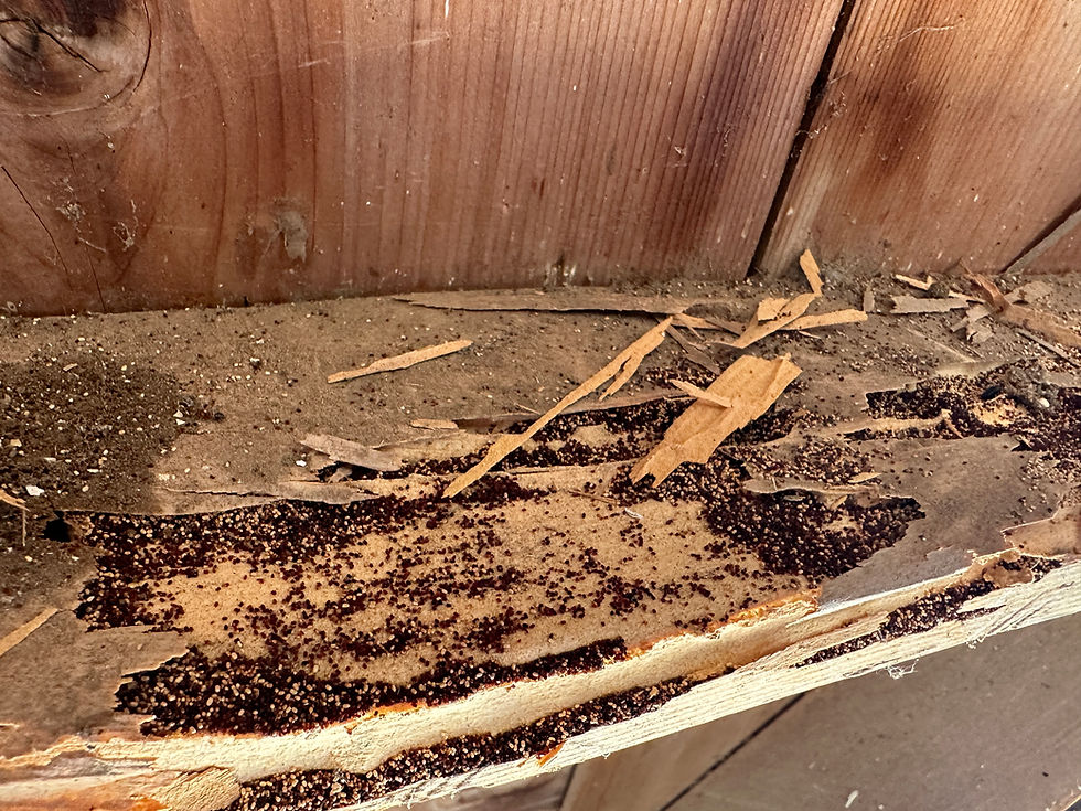 Close-up view of a termite mound in dry soil