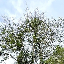 Tree Health Diagnosos