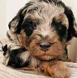 Mini poodle breeder