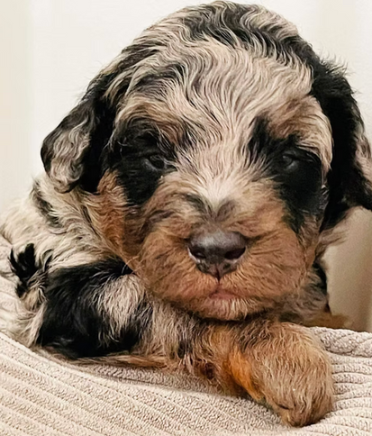 Mini poodle breeder