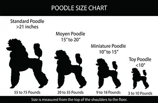 Poodle-Size-Chart-2-1024x661.webp