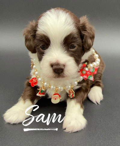 Mini Aussiedoodle puppies