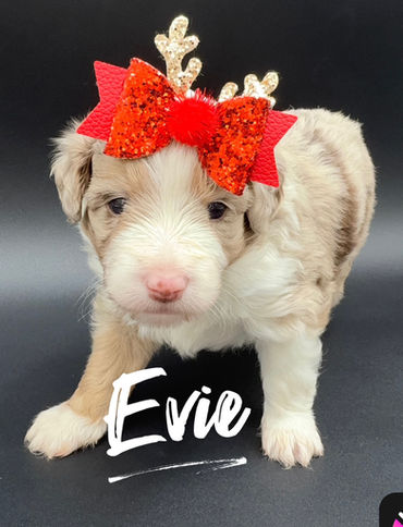 Mini Poodle breeder near me St. Louis Missouri