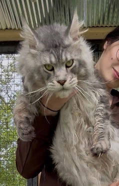 how large maine coon cats are - Maine Coon cat by Murrkatz cattery