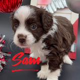 Mini Aussiedoodle puppies for sale near me St. Louis, Missouri