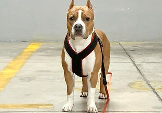 Americal Staffordshire Terrier Rey in the parking lot