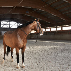 Лошадь стоящая на поверхности загона.