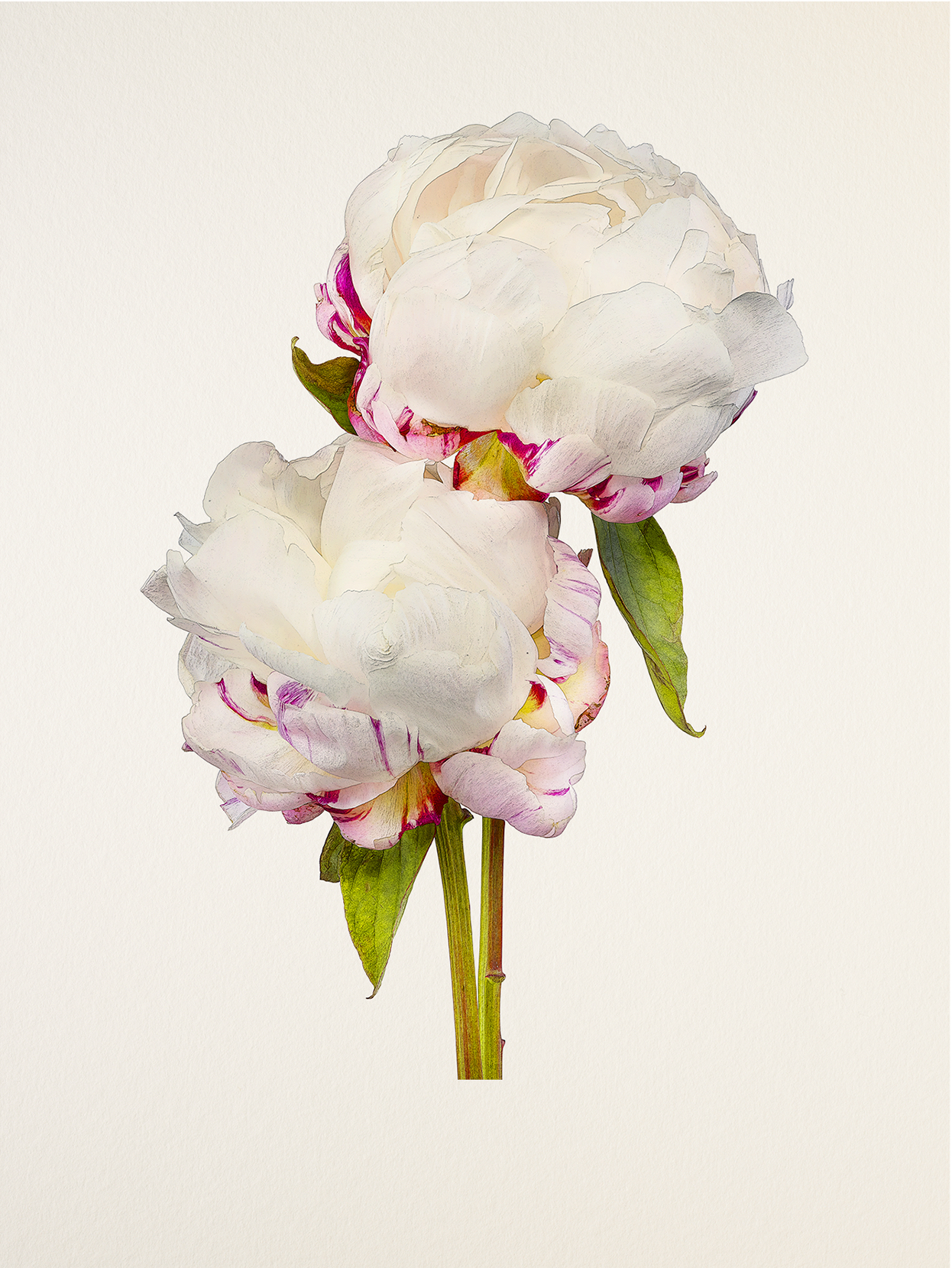 《MB_106 Peony, Festiva Maxima》