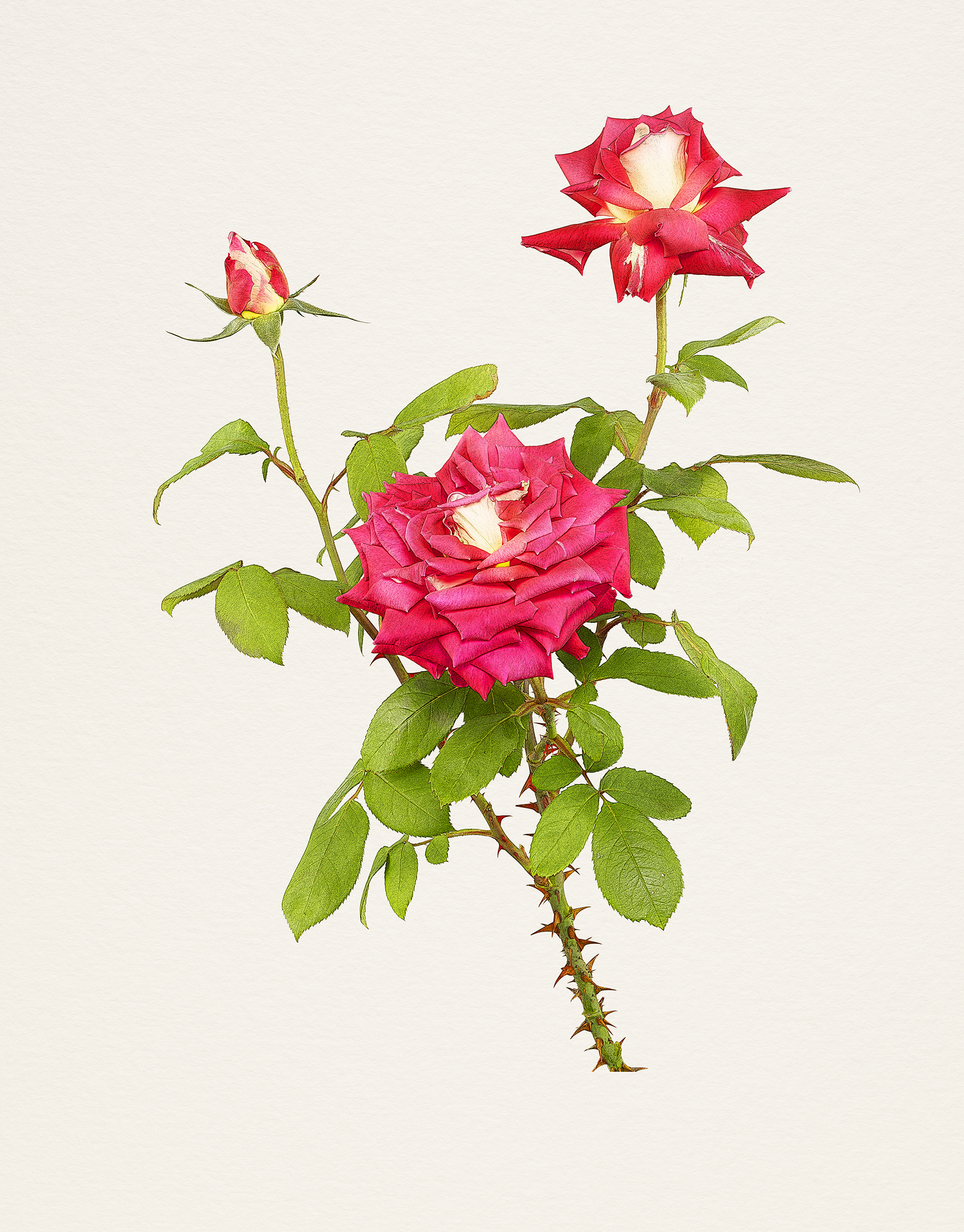 《MB_199 Rose, Cherry Parfait》