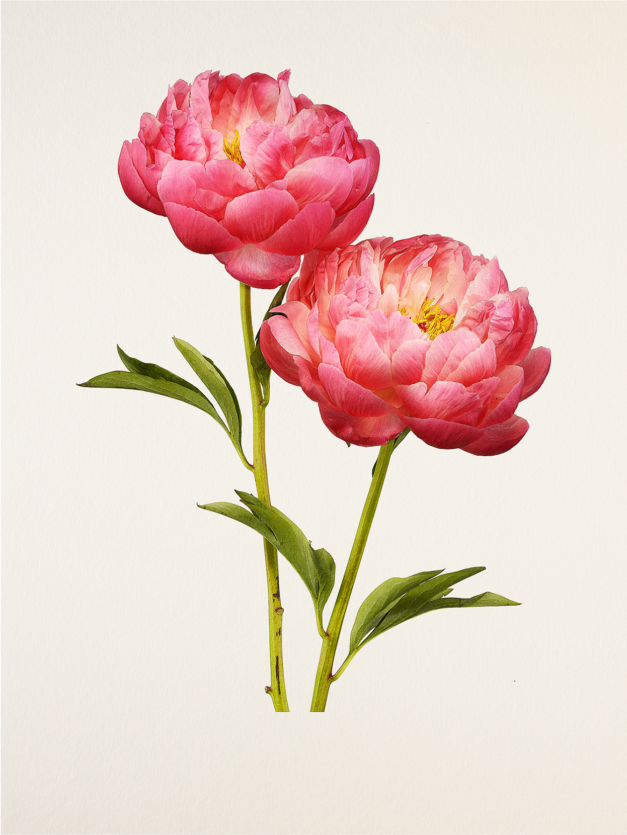 《MB_092 Peony, Raspberry Charm》