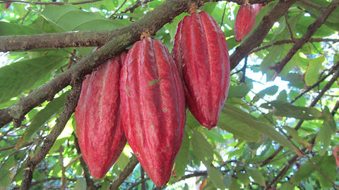 cacao.JPG